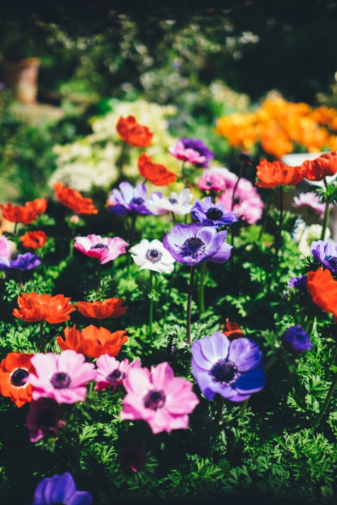 spring flowers