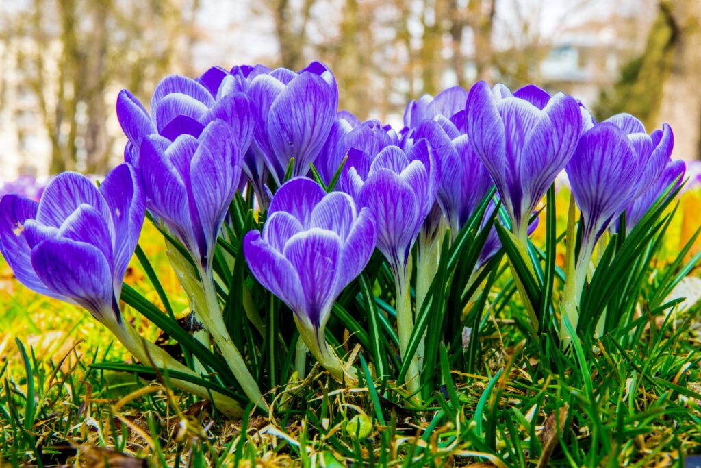 crocus