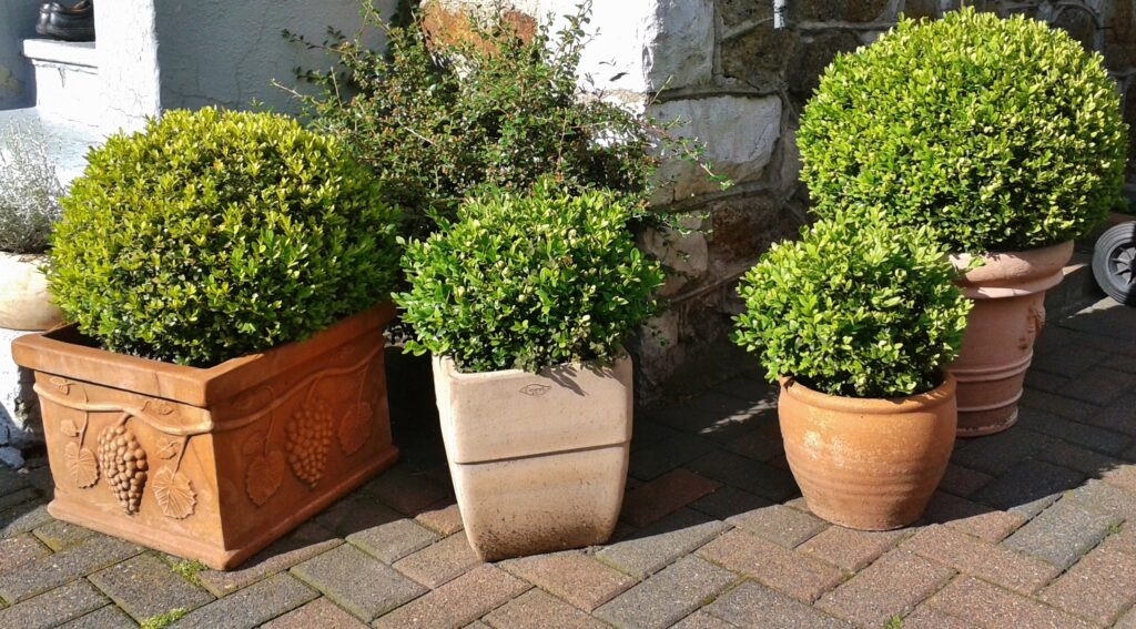 shrubs