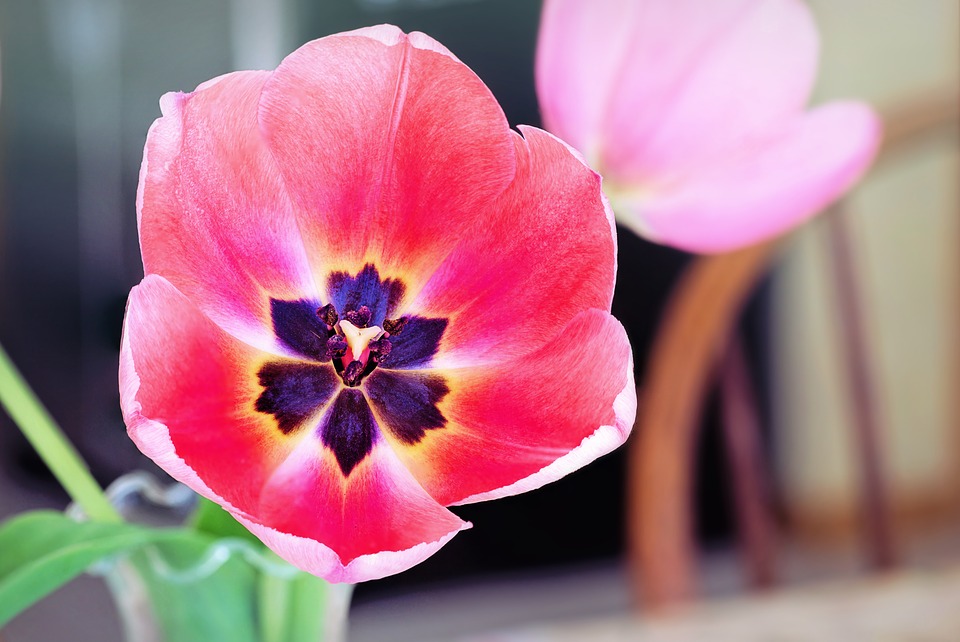 daffodils and tulips