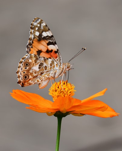 butterfly on flower