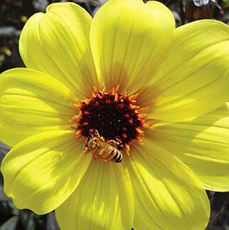 Dahlia