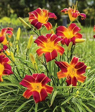DayLilly2