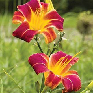 DayLilly