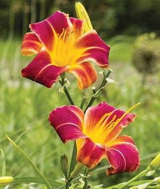 DayLilly