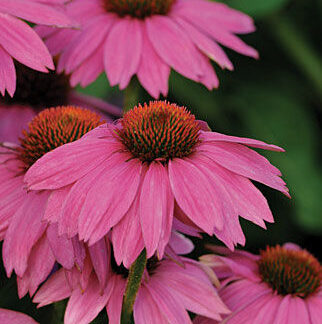 Echinacea