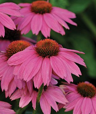 Echinacea, PowWow Wild Berry