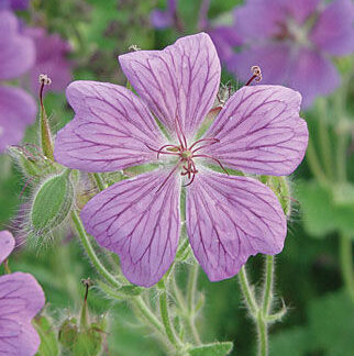 Geranium