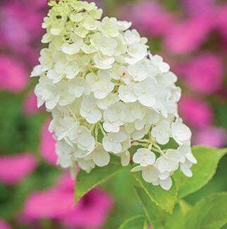 Hydrangea