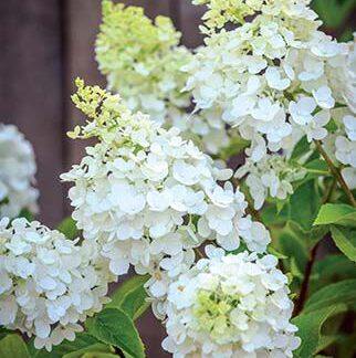 hydrangea2
