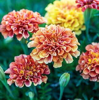 Marigold