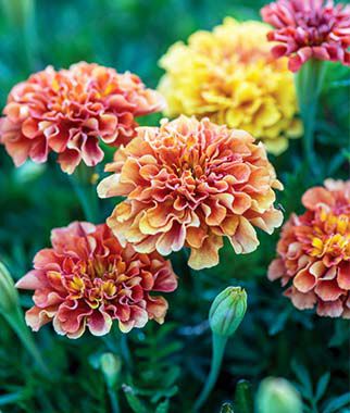 Marigold