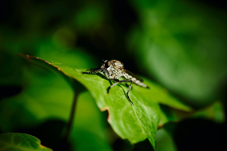 insect on leaf