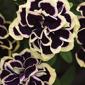 Petunia