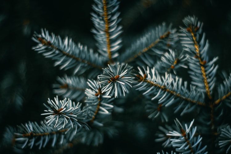 pine