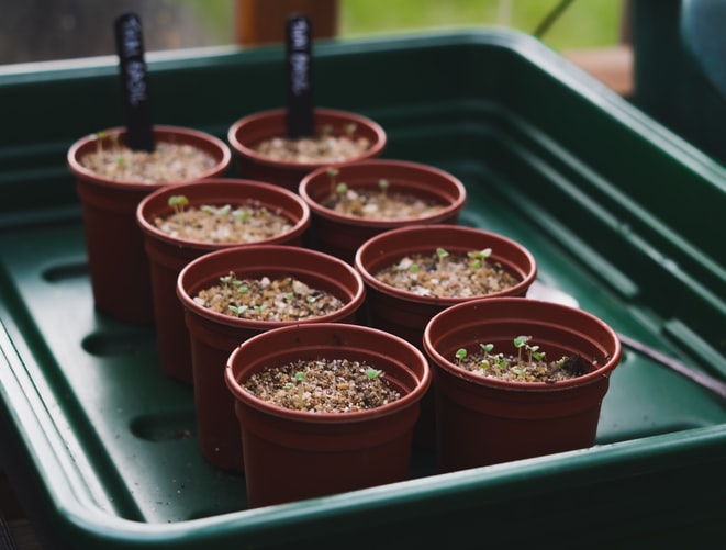 seedlings