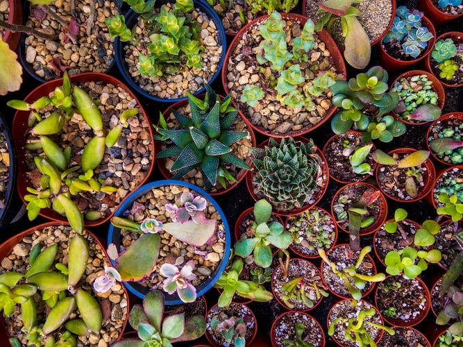 succulents