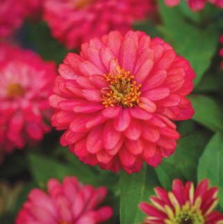 Zinnia